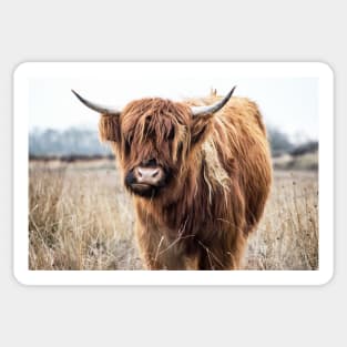 Highland Cow Portrait Sticker
